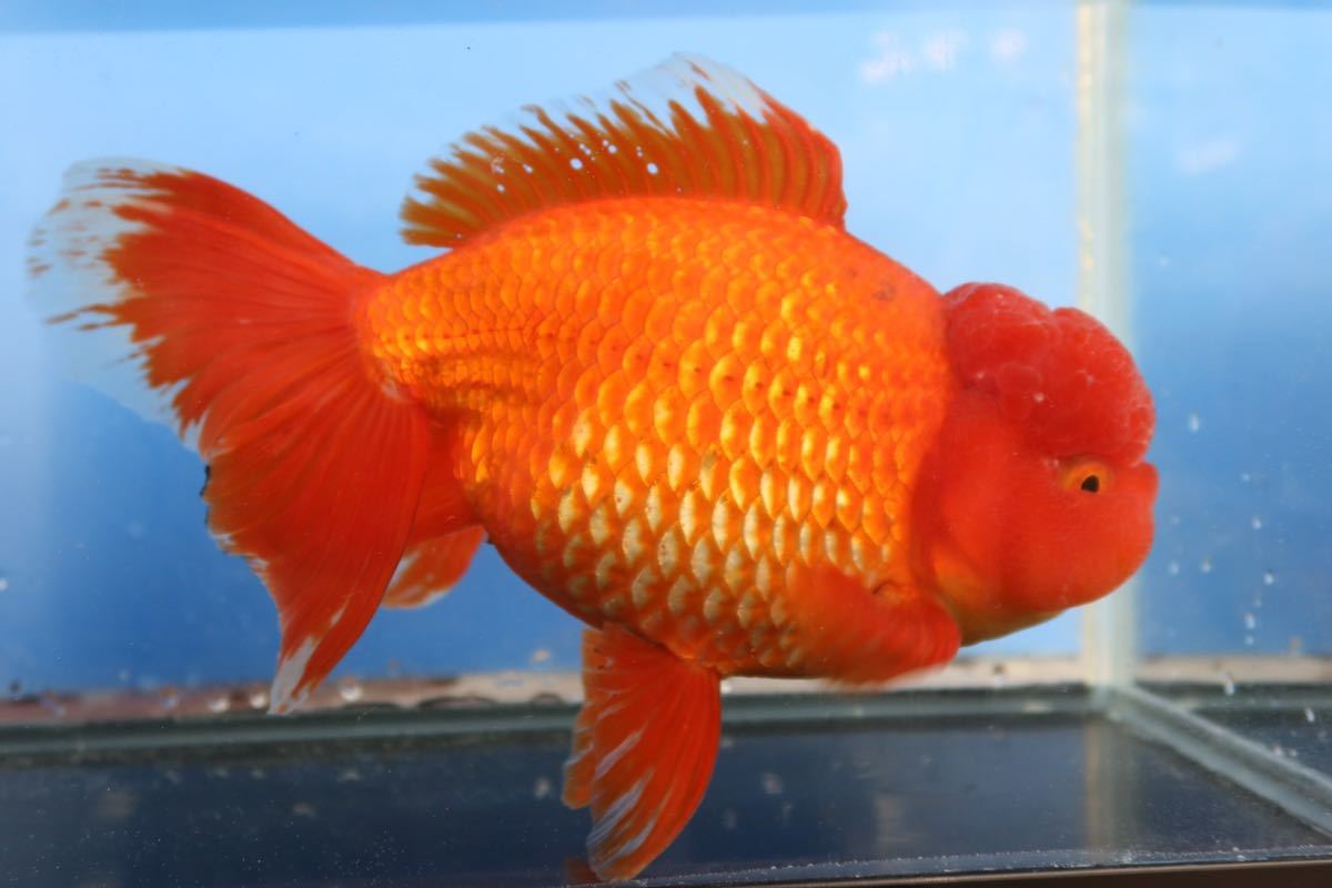 ジャンボ獅子頭 3歳 27センチ メス #金魚、オランダ、らんちゅう ジャンボ獅子頭 3歳 27センチ メス #金魚、オランダ、らんちゅう