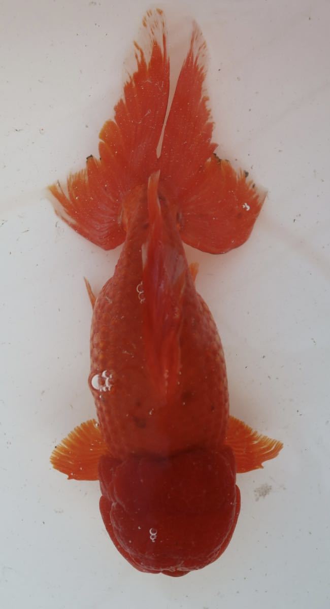 ジャンボ獅子頭 3歳 27センチ メス #金魚、オランダ、らんちゅう ジャンボ獅子頭 3歳 27センチ メス #金魚、オランダ、らんちゅう