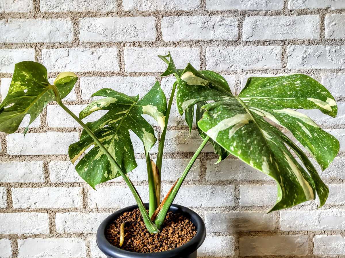 斑入り モンステラ デリシオーサ イエローモンスター Monstera deliciosa ‘yellow monster’