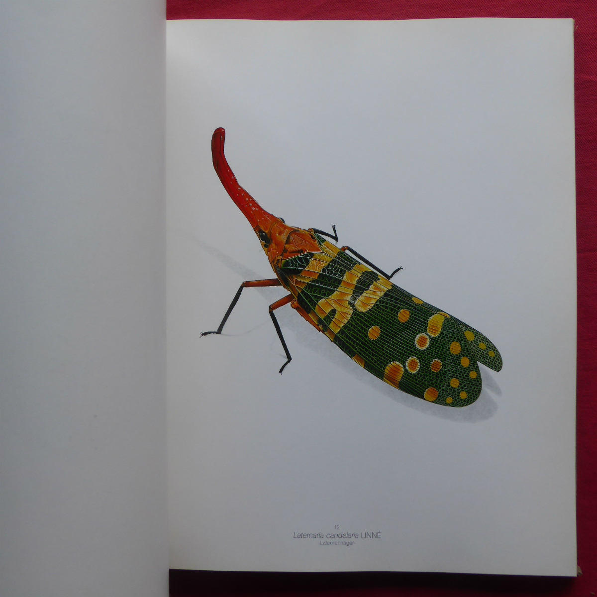 r1/ foreign book [ insect. illustration collection /K_FER UND ANDERE KERBTIERE:34 Zeichnungen von Bernard Durin] @5