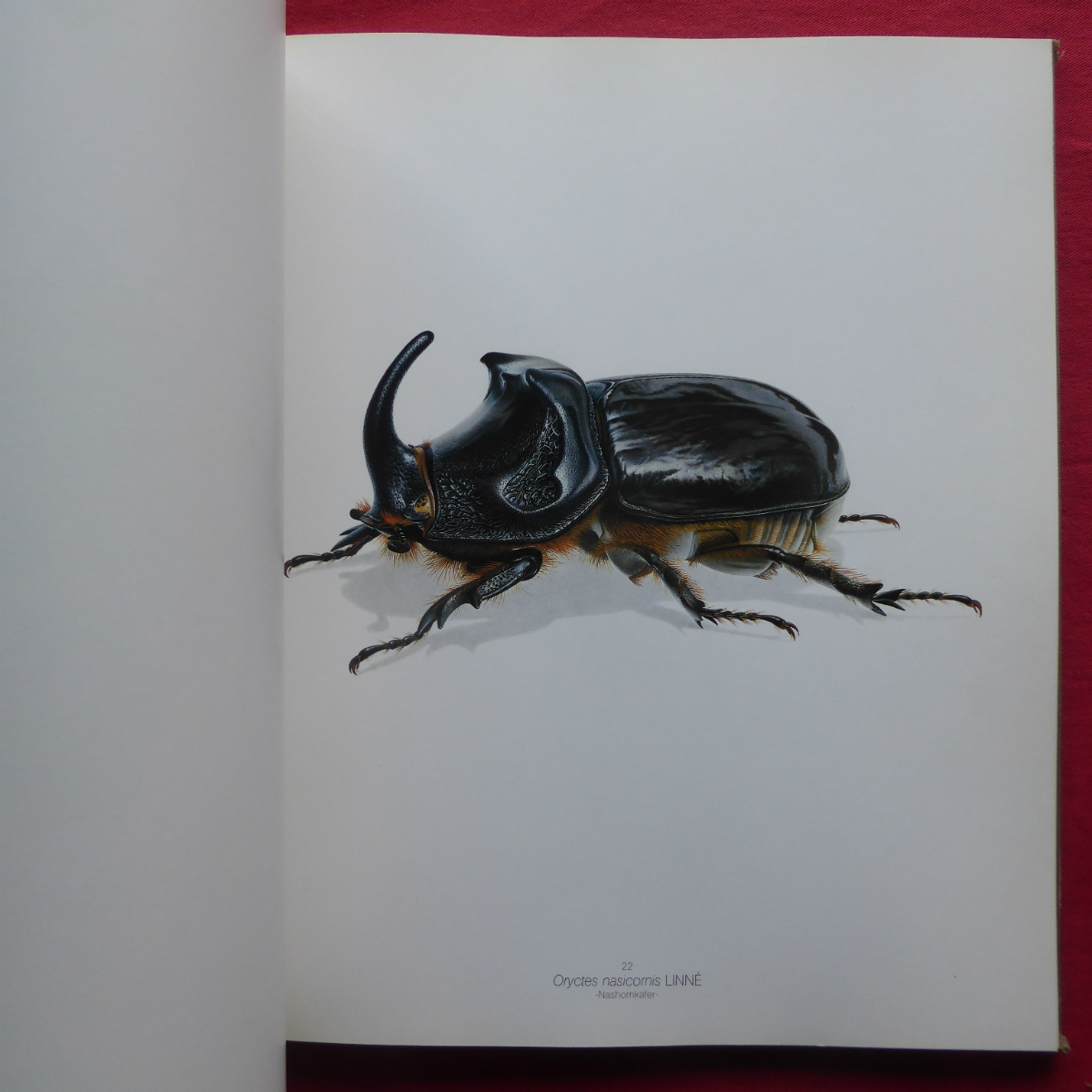 r1/ foreign book [ insect. illustration collection /K_FER UND ANDERE KERBTIERE:34 Zeichnungen von Bernard Durin] @5