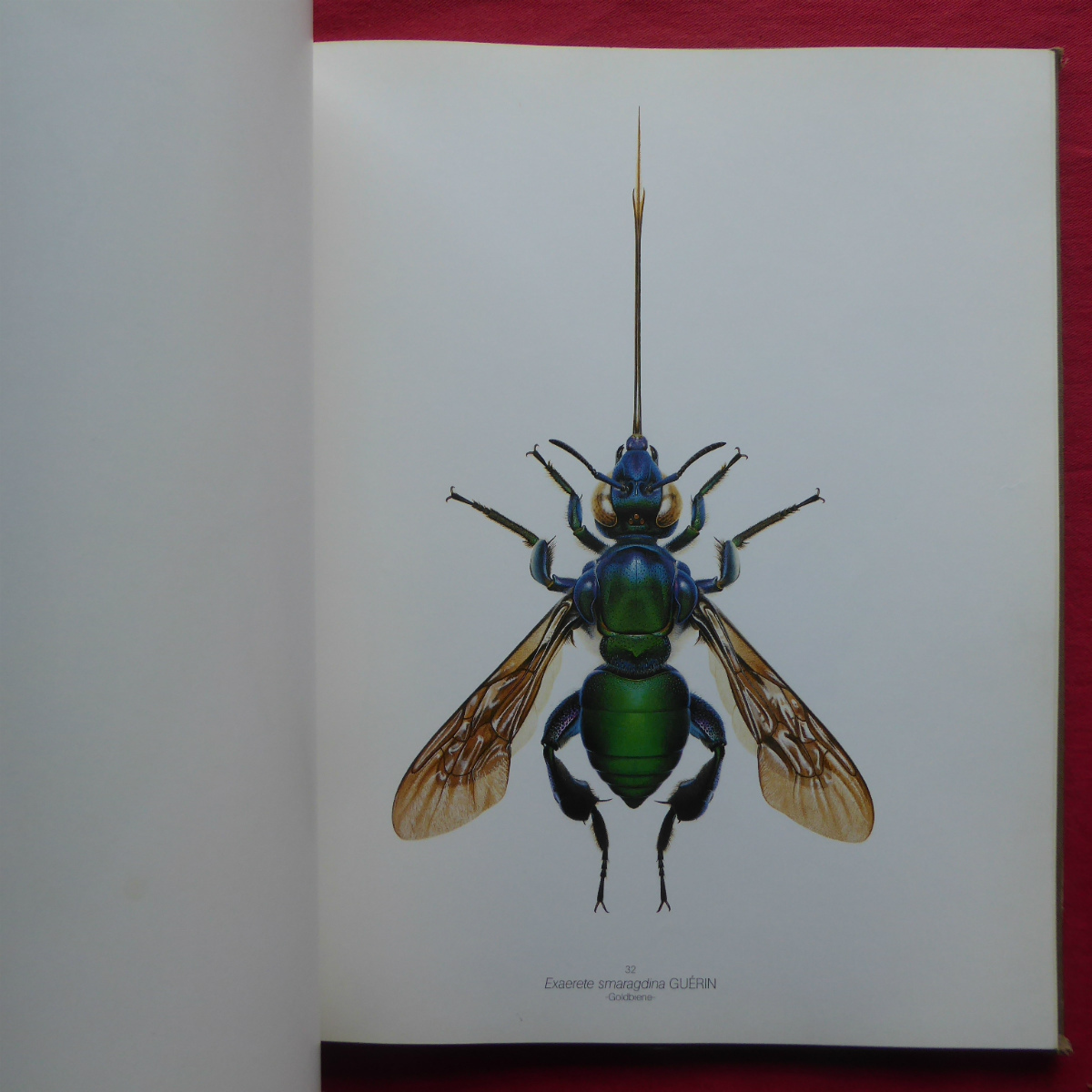 r1/ foreign book [ insect. illustration collection /K_FER UND ANDERE KERBTIERE:34 Zeichnungen von Bernard Durin] @5