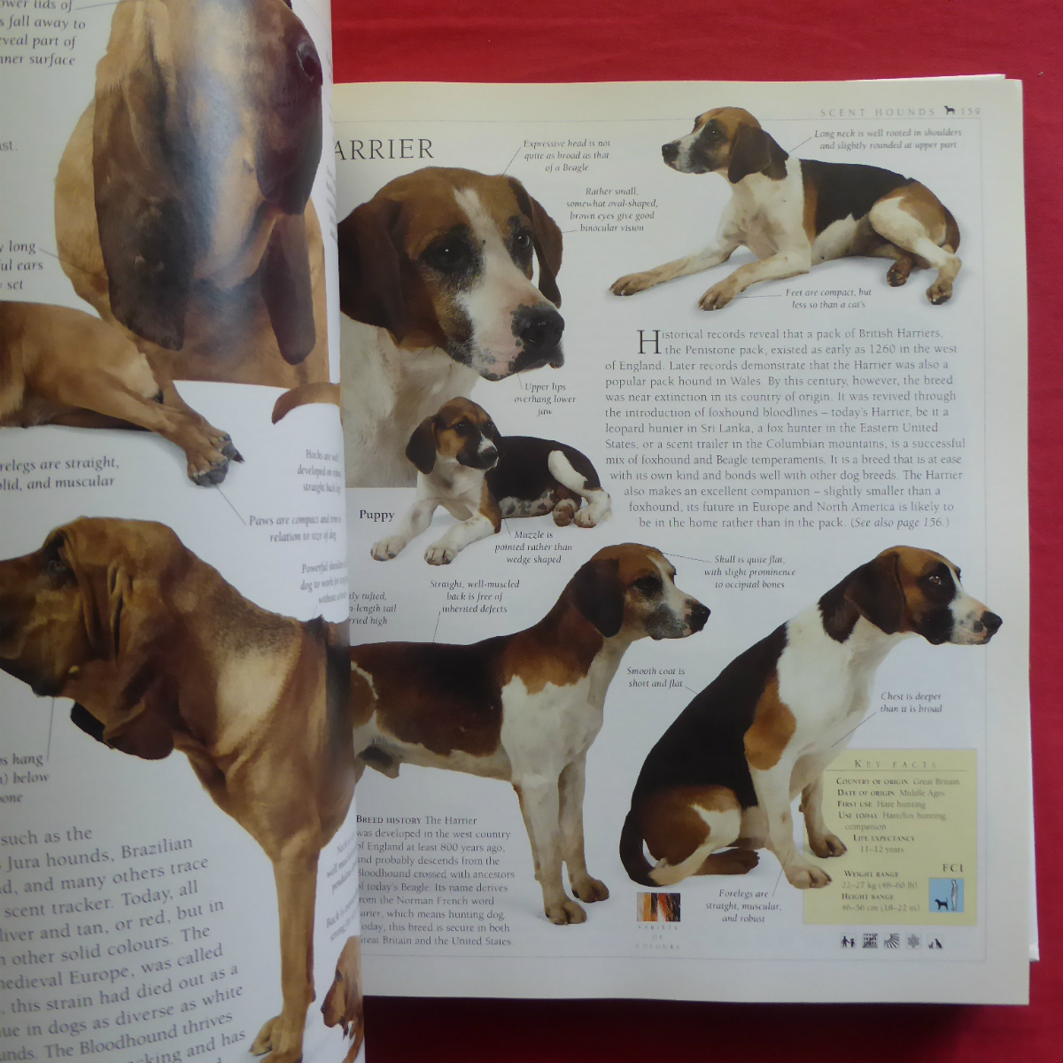 θ5/洋書【犬の新しい百科事典：The new Encyclopedia of Dog】 @4_画像5