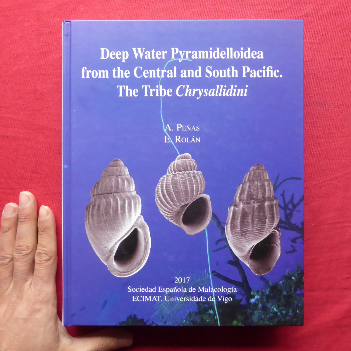 a13洋書【中央および南太平洋からの深海ピラミデロイデア/Deep Water Pyramidelloidea from the Central and South Pacific.】 @4