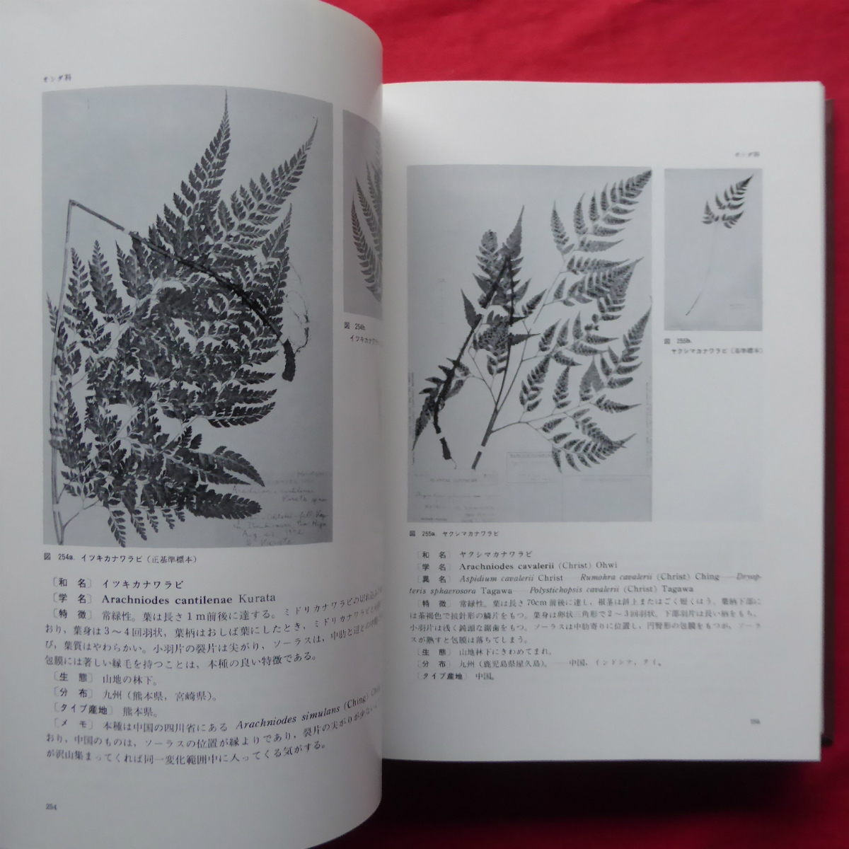 大型h/中池敏之著【新日本植物誌-シダ篇/改訂増補版/至文堂・平成4年 @4_画像8