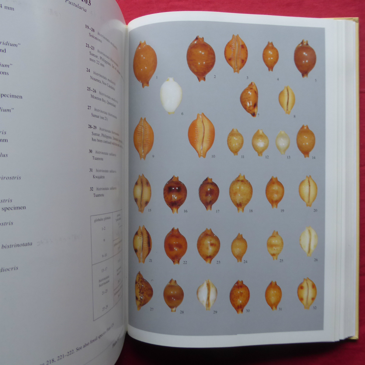 a13 иностранная книга [ мир .. Takara gai. гид :A Guide to Worldwide Cowries (Verlag Christa Hemmen) ].@4