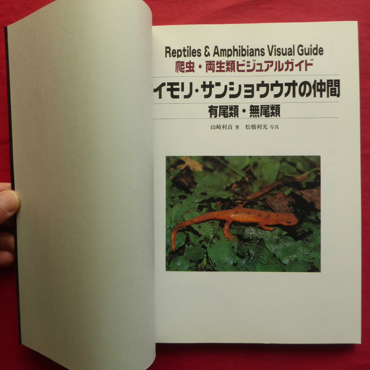 θ5/ Yamazaki profit . work [. insect * amphibia visual guide newt * reference uo. company - have tail kind * less tail kind /. writing . new light company *2005 year ]