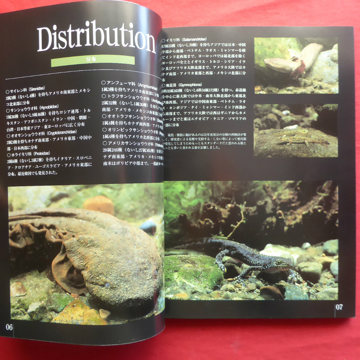 θ5/ Yamazaki profit . work [. insect * amphibia visual guide newt * reference uo. company - have tail kind * less tail kind /. writing . new light company *2005 year ]