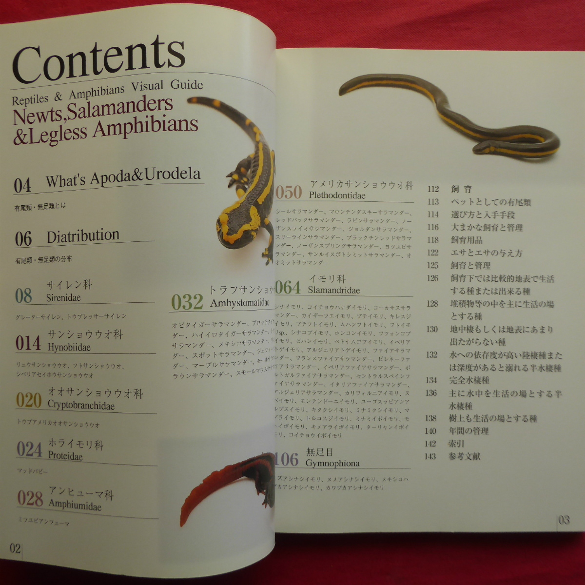 θ5/ Yamazaki profit . work [. insect * amphibia visual guide newt * reference uo. company - have tail kind * less tail kind /. writing . new light company *2005 year ]