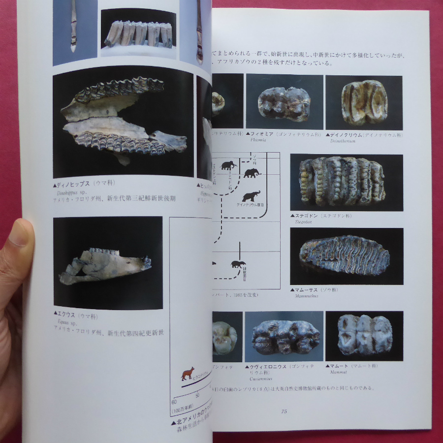 v2 llustrated book [ life history 20 hundred million year -hito. roots ....-/1996 year * Toyohashi city nature history museum ] animal. . source / is insects. all ./ breeding method. . profit 