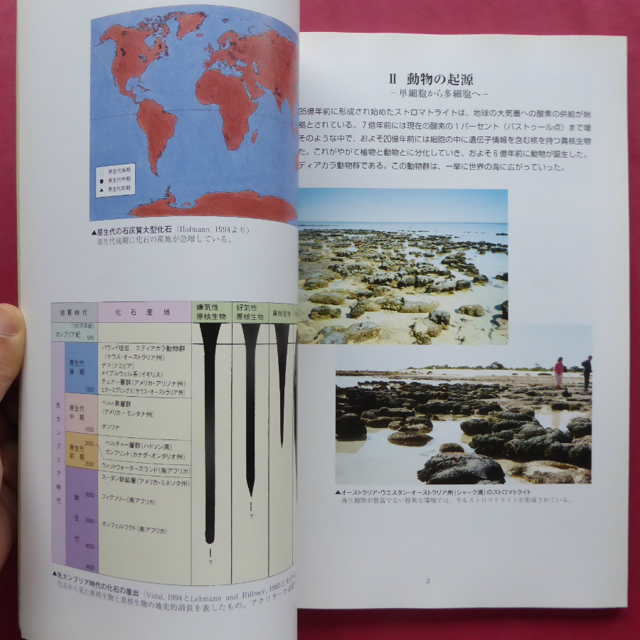 v2図録【生命史20億年-ヒトのルーツをさぐる-/1996年・豊橋市自然史博物館】動物の起源/ハ虫類の全盛/繁殖方法の勝利_画像10