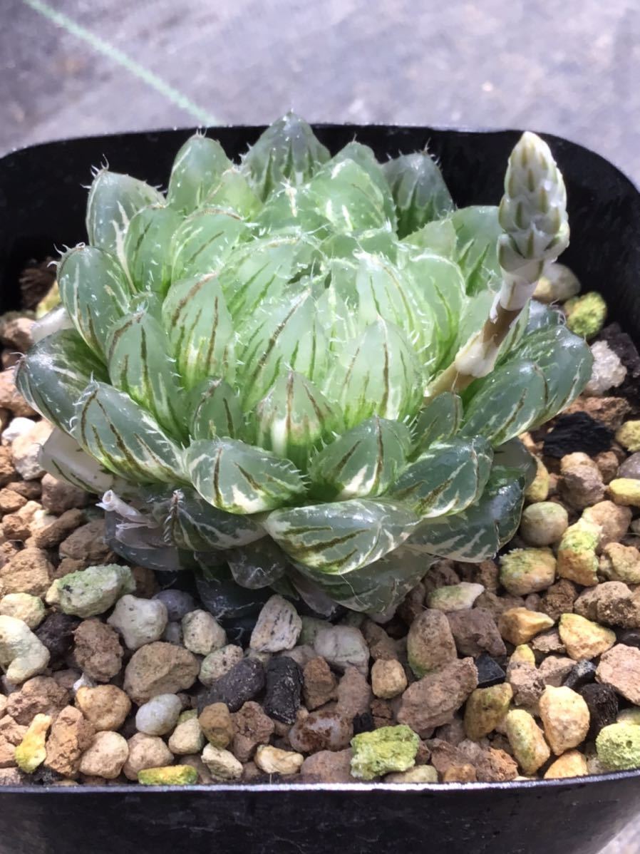 多肉植物 ハオルチア 翠雲錦極上斑 多肉植物 ハオルチア 翠雲錦極上斑