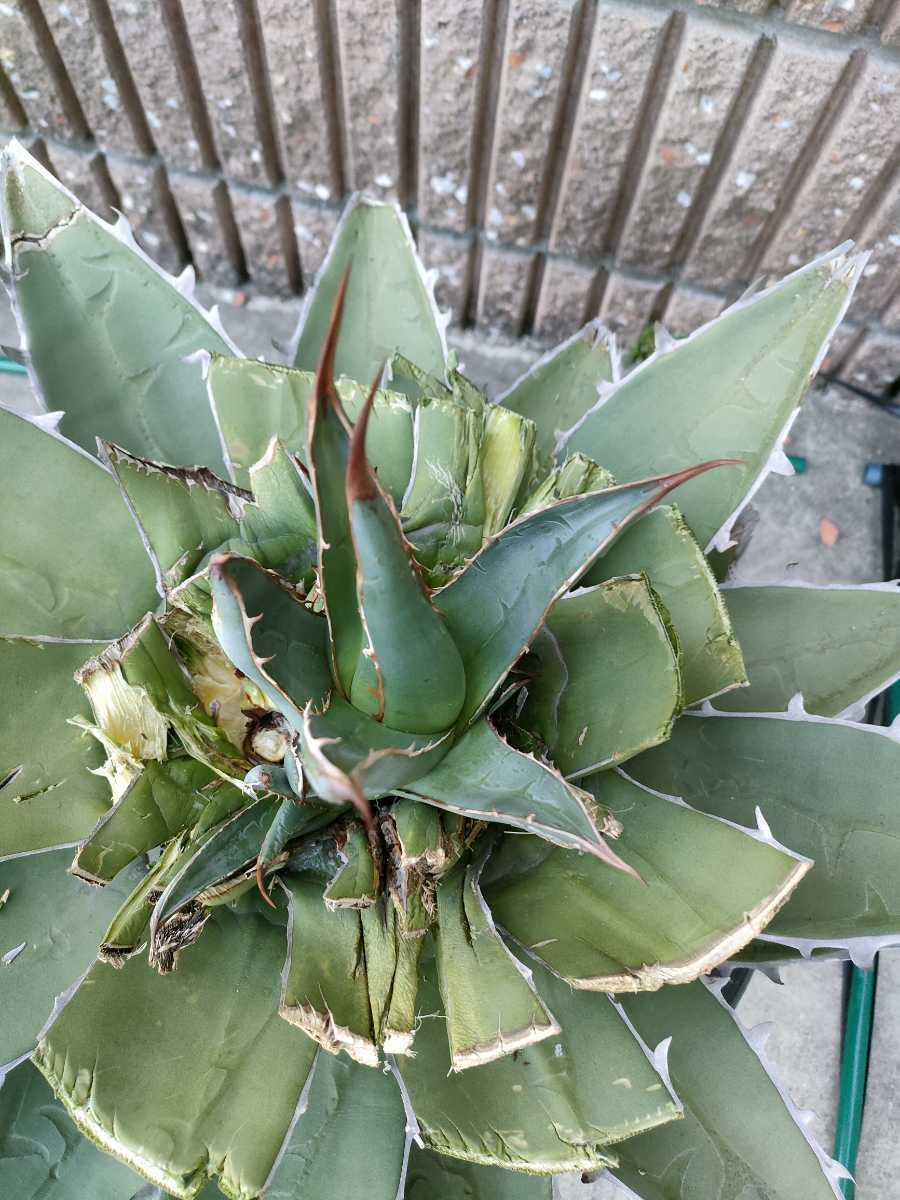 会長株 パープソラム ジェスブレイティ Agave purpusorum 会長株 パープソラム ジェスブレイティ Agave purpusorum