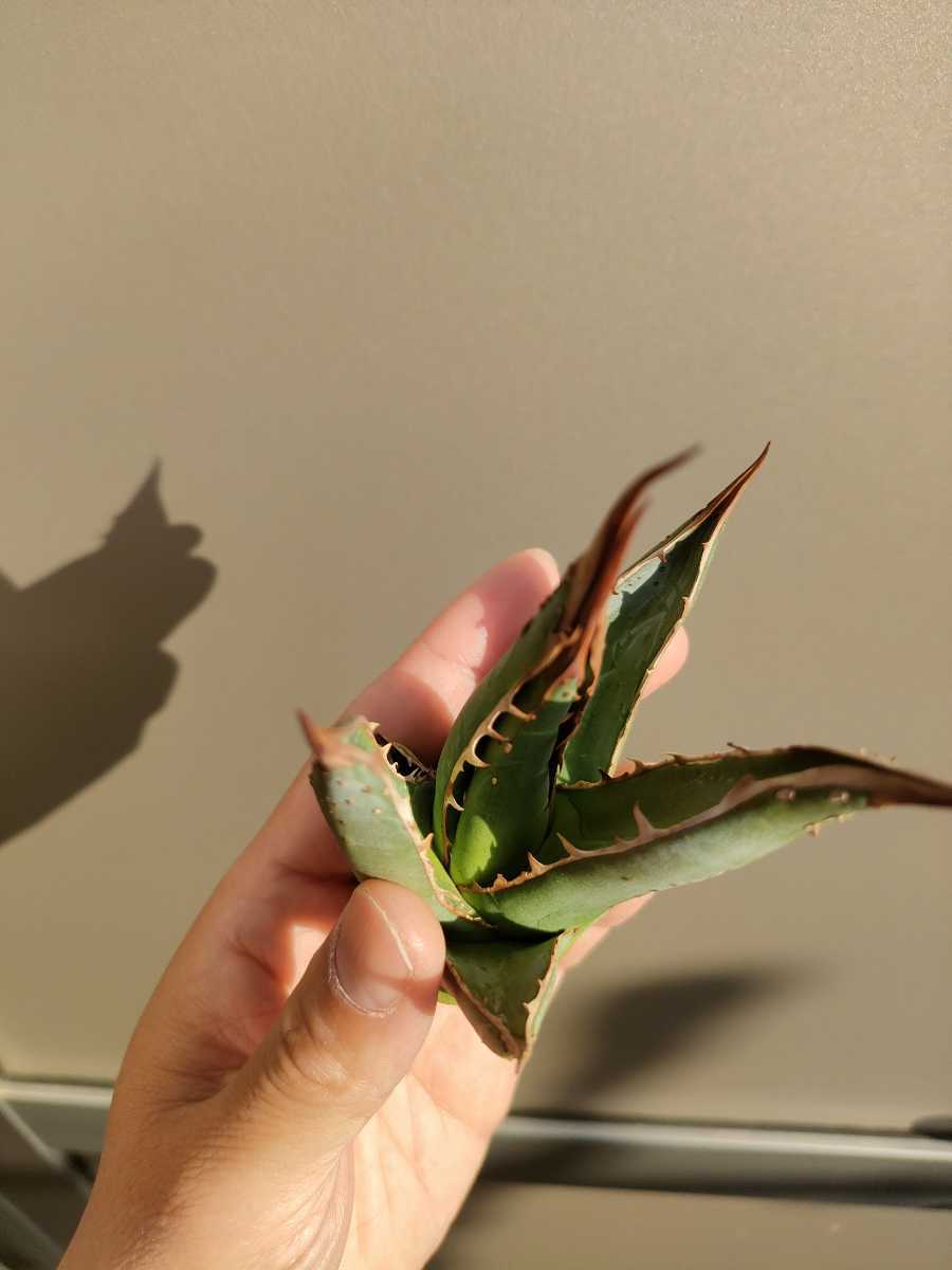 会長株 パープソラム ジェスブレイティ Agave purpusorum 会長株 パープソラム ジェスブレイティ Agave purpusorum