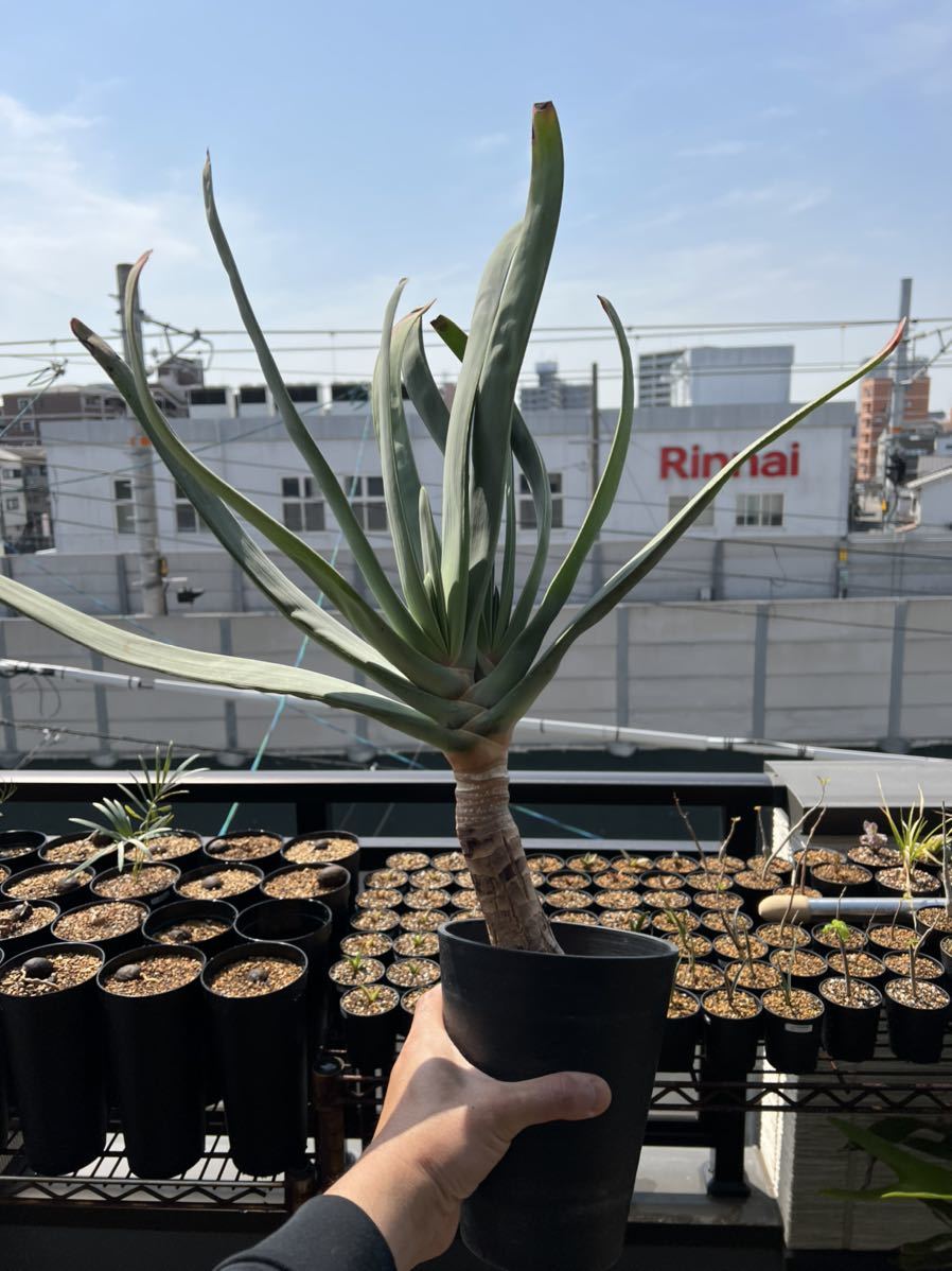 アロエ プリカティリスの値段と価格推移は 27件の売買情報を集計したアロエ プリカティリスの価格や価値の推移データを公開