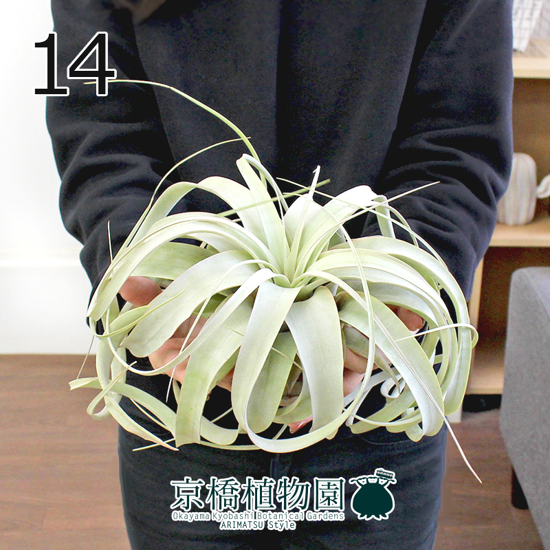 チランジア キセログラフィカ Mサイズ 14 Tillandsia Xerographica 本物