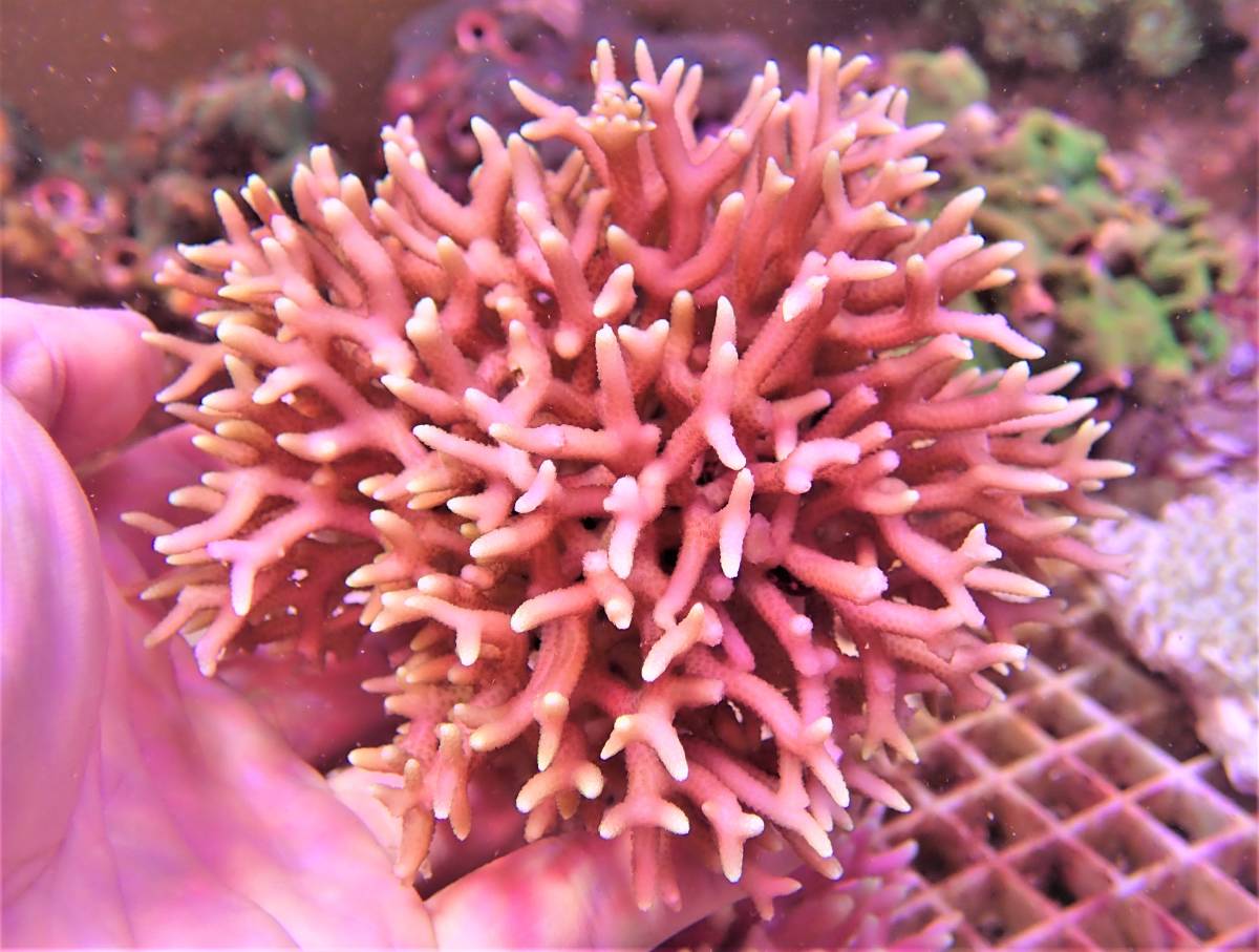 Coral Sea Japan トンガ産 トゲサンゴ ピンク ５ H