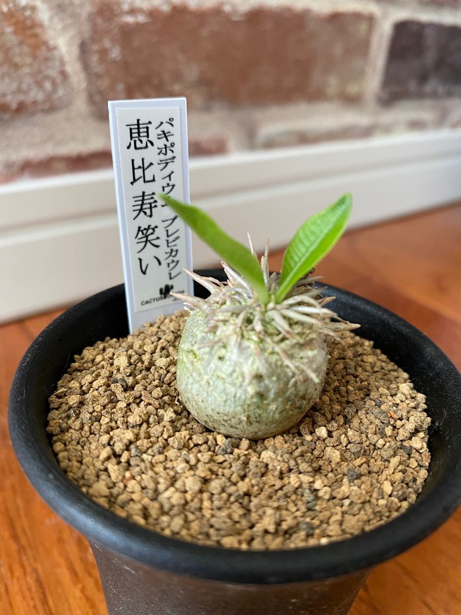 パキポディウム ブレビカウレ 恵比寿笑い 塊根植物 鉢のまま発送 コーデックス
