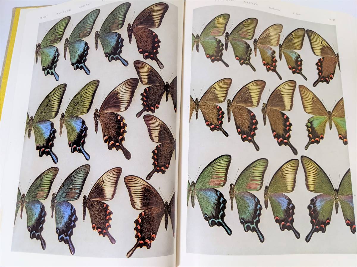 1 Japan production butterfly kind large illustrated reference book wistaria hill . Hara .. company kind. number 273 individual number 7104. color map version 137 plate butterfly . butterfly illustrated reference book photoalbum books 