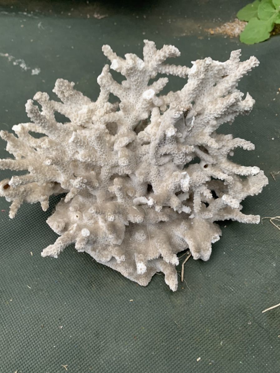 希少❗運気アップの大きな白い珊瑚のオブジェ - 置物
