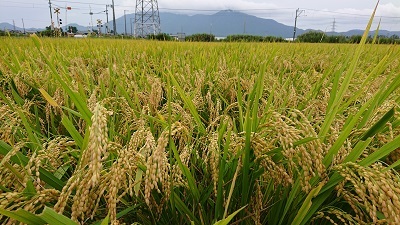 【令和3年産】新米 新潟県認証 特別栽培米 新之助 玄米紙袋25kg_画像1