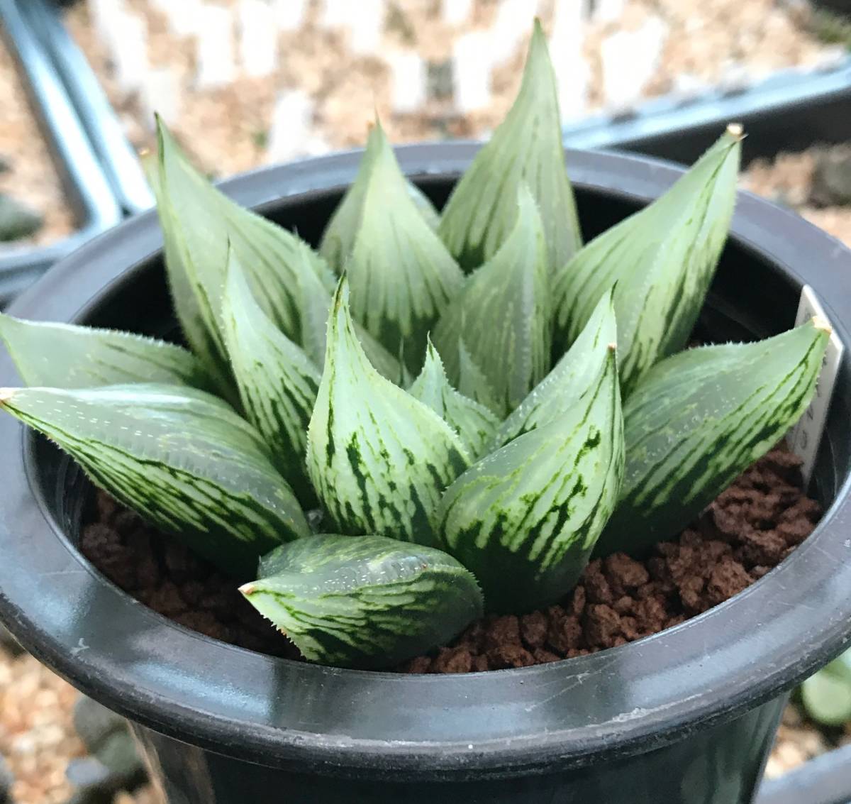ハオルチア 「ナイルの一滴」 葉挿し繁殖苗 多肉植物 ハオルチア 「ナイルの一滴」 葉挿し繁殖苗 多肉植物