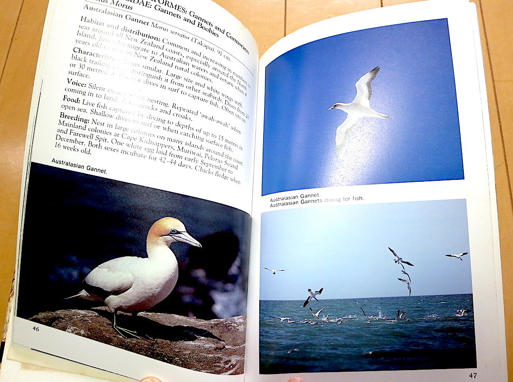  New Zealand. wild bird *A FIELD GUIDE TO NEW ZEALAND BIRDS* foreign book bird watch ng unused 