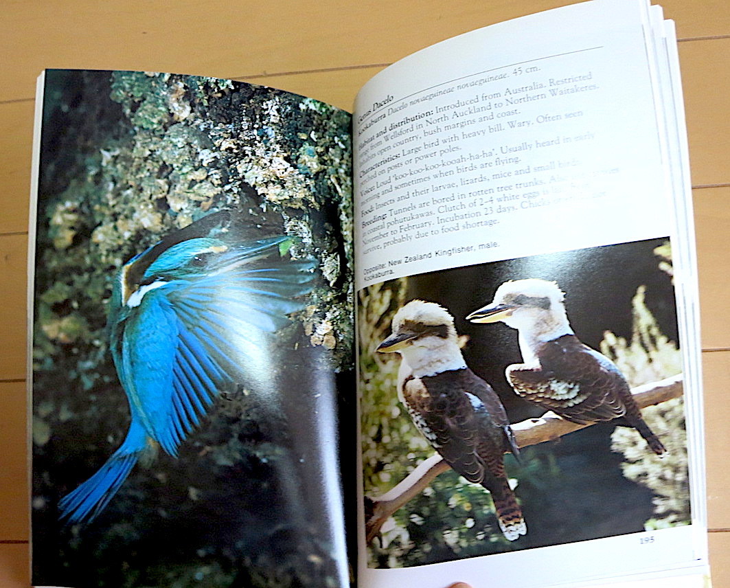  New Zealand. wild bird *A FIELD GUIDE TO NEW ZEALAND BIRDS* foreign book bird watch ng unused 