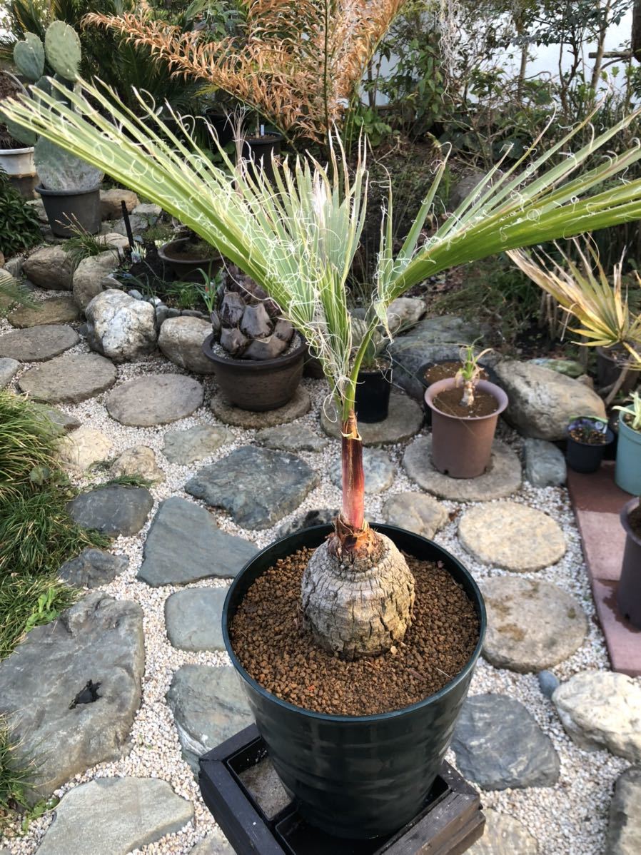 観葉植物 ヤシ トックリ状のワシントンヤシ