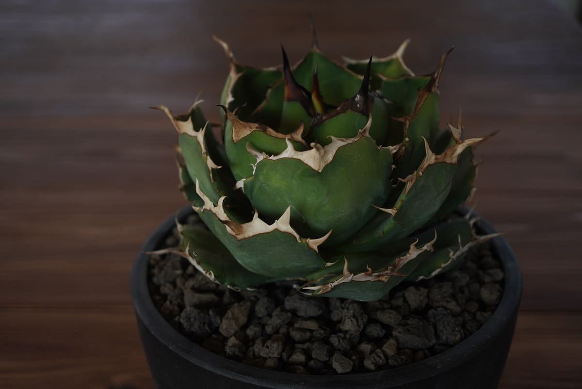 3 強棘畝■アガベ チタノタ■ボール型 同系統子株販売■■agave titanota■■1円スタートagave 強棘:イラン産
