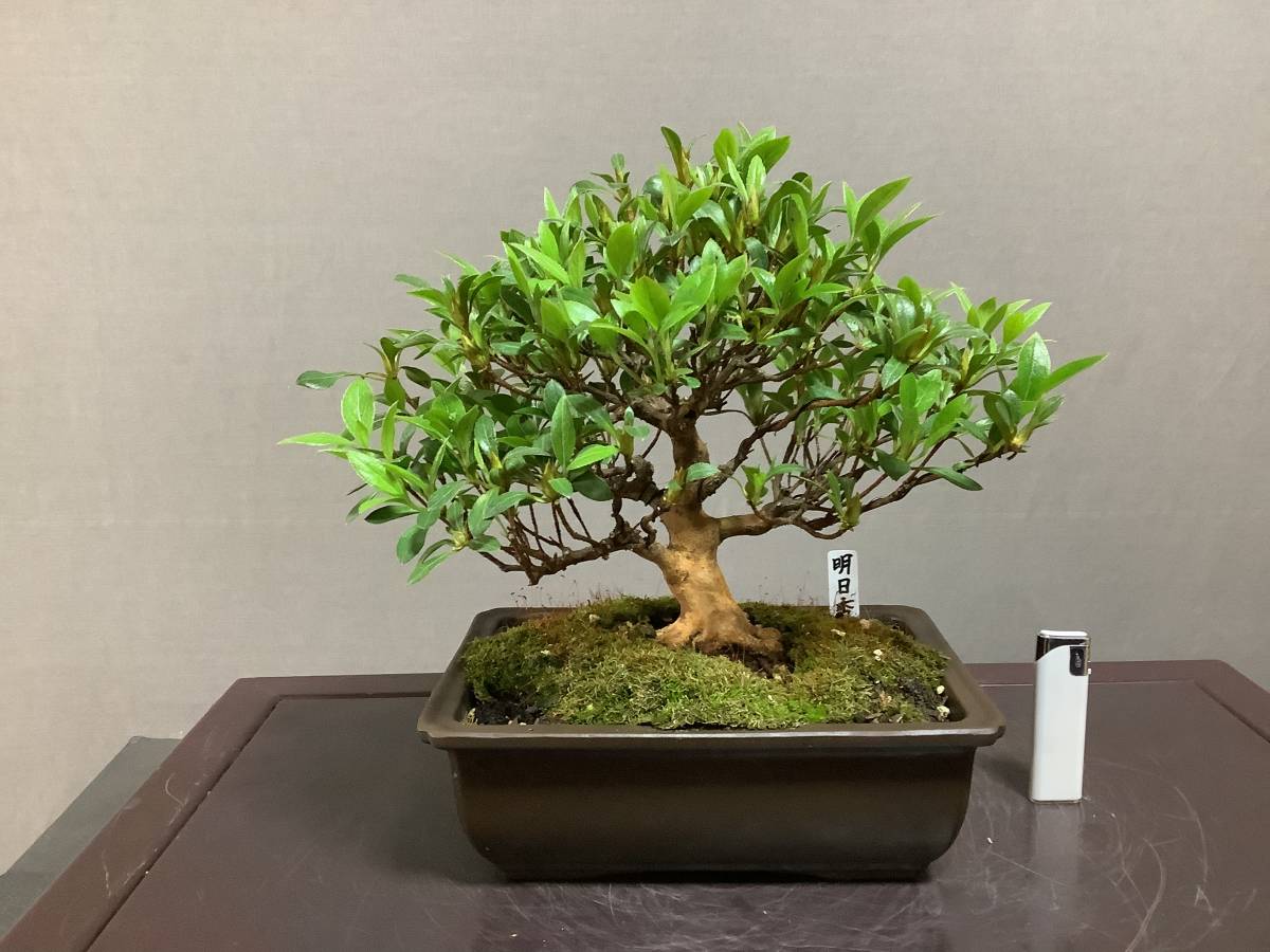 ☆さつき倶楽部☆ 皐月 盆栽 特選高級小品盆栽極 『 明日香 』 花物で人気品種 2