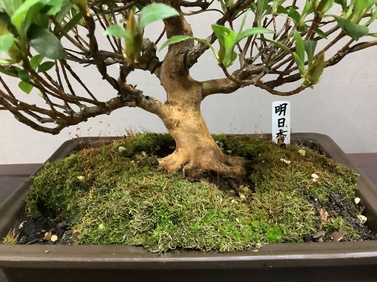 ☆さつき倶楽部☆ 皐月 盆栽 特選高級小品盆栽極 『 明日香 』 花物で人気品種 3