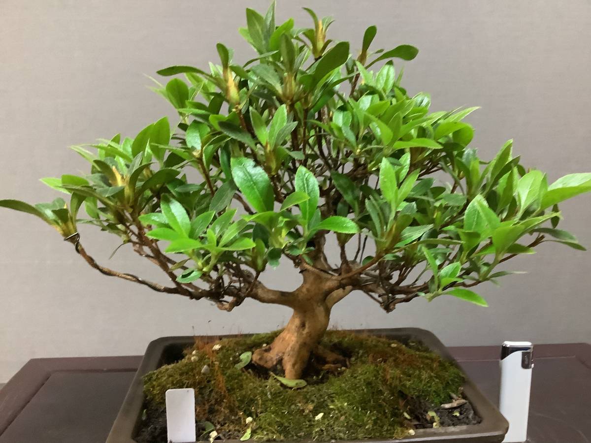 ☆さつき倶楽部☆ 皐月 盆栽 特選高級小品盆栽極 『 明日香 』 花物で人気品種 4