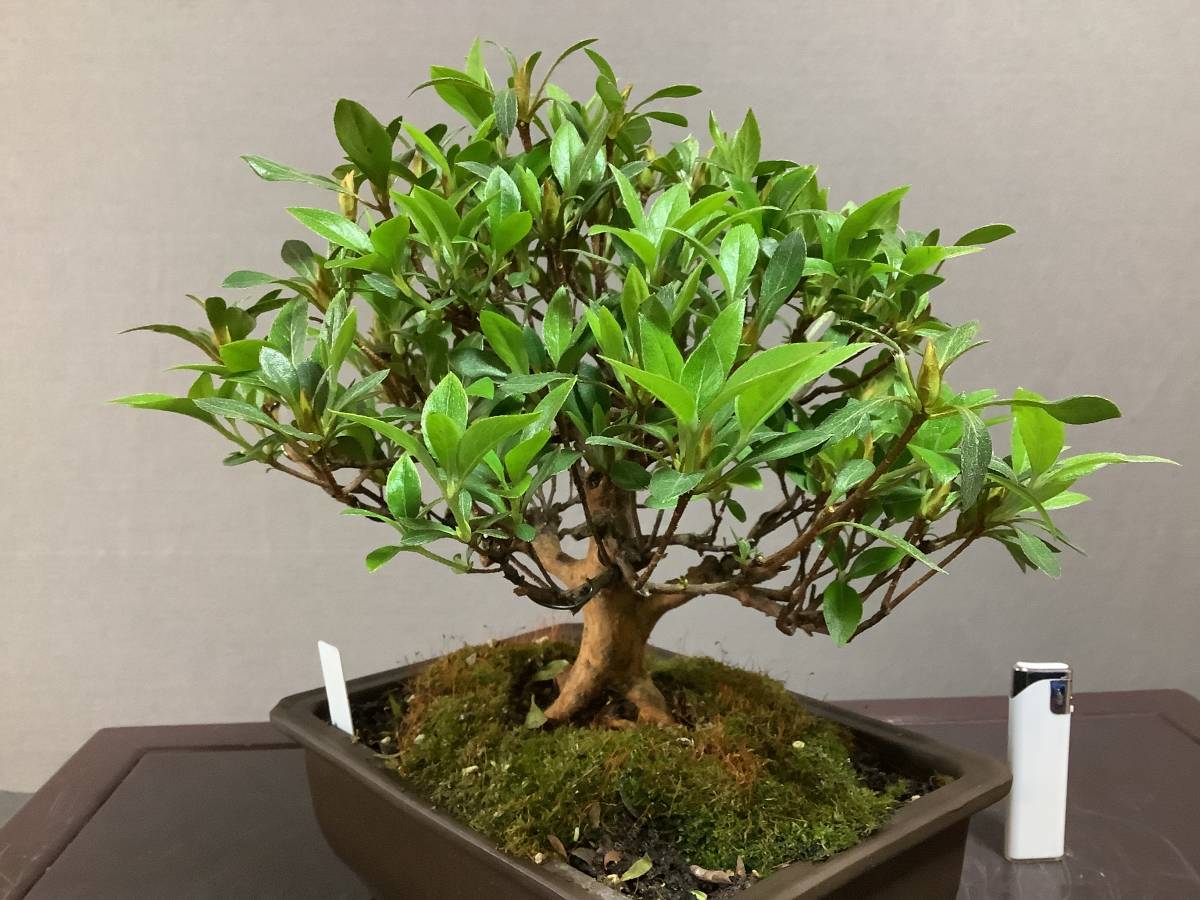 ☆さつき倶楽部☆ 皐月 盆栽 特選高級小品盆栽極 『 明日香 』 花物で人気品種 5