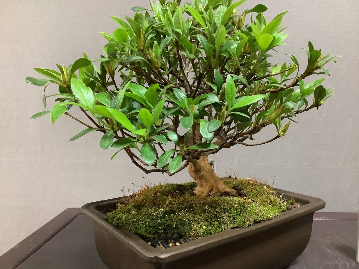 ☆さつき倶楽部☆ 皐月 盆栽 特選高級小品盆栽極 『 明日香 』 花物で人気品種 6