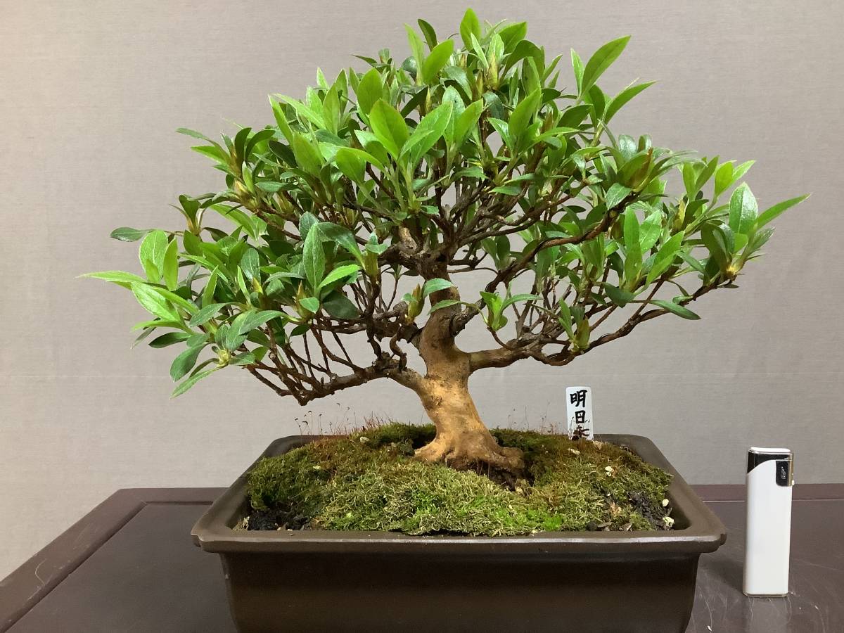 ☆さつき倶楽部☆ 皐月 盆栽 特選高級小品盆栽極 『 明日香 』 花物で人気品種 7