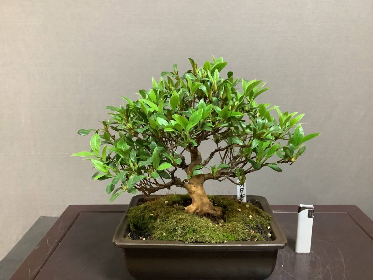 ☆さつき倶楽部☆ 皐月 盆栽 特選高級小品盆栽極 『 明日香 』 花物で人気品種 8