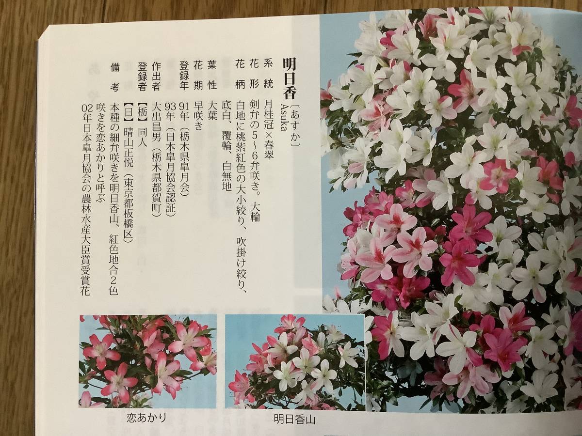 ☆さつき倶楽部☆ 皐月 盆栽 特選高級小品盆栽極 『 明日香 』 花物で人気品種 9