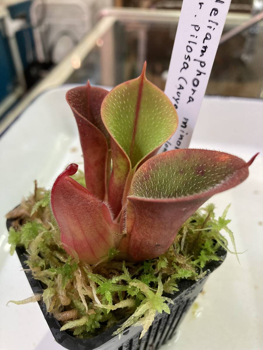 Heriamphora Minor Var.Pilosa ヘリアンフォラ ミノール バー、ピロサ