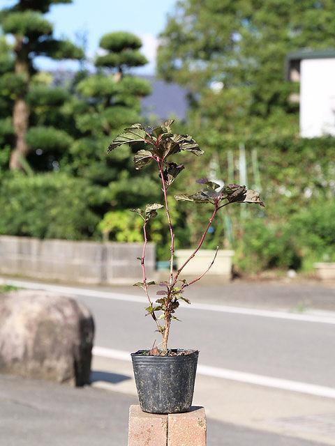 アメリカテマリシモツケ ディアボロ 0 2m9 0cmポット 1年間枯れ保証 1本 夏に花が咲く木 与え 0 2m9 0cmポット