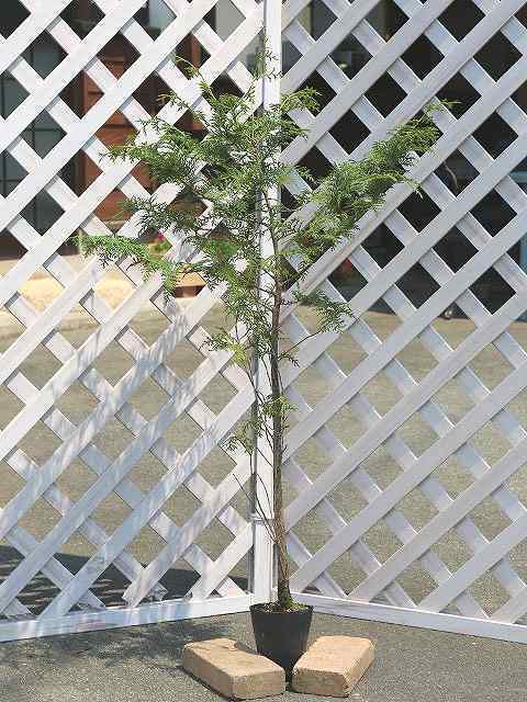 【未使用品】 ヒノキ 0.8m12cmロングポット 生垣樹木 1年間枯れ保証 送料無料 12本セット 植木、庭木