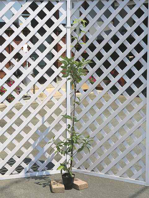 アラカシ単木 1.0m12cmロングポット 1本 1年間枯れ保証 生垣樹木(植木 