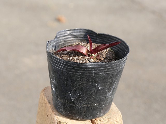 【日本製】 ユーコミス 10.5cmポット 球根 1年間枯れ保証 送料無料 3本セット 植木、庭木