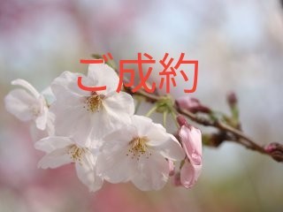 連絡分