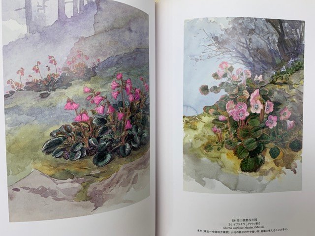 五百城文哉展　甦る明治の洋画家　咲き競う百花百草　2005　CIF357_画像5