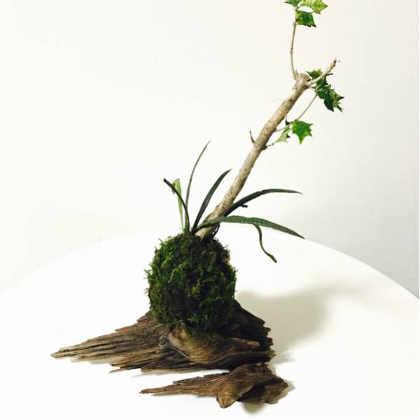  driftwood . osmanthus heterophyllus. moss bonsai A