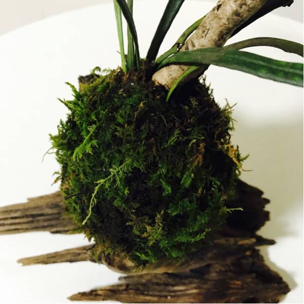  driftwood . osmanthus heterophyllus. moss bonsai A