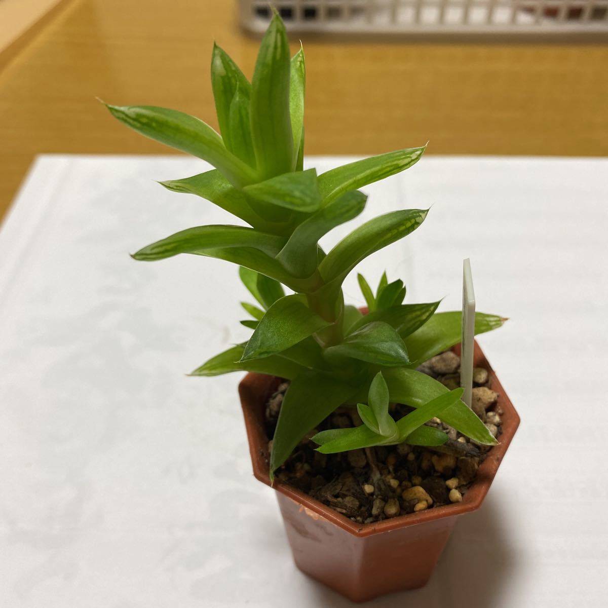 多肉植物 ハオルチア　京の華　抜き苗　1本_画像1