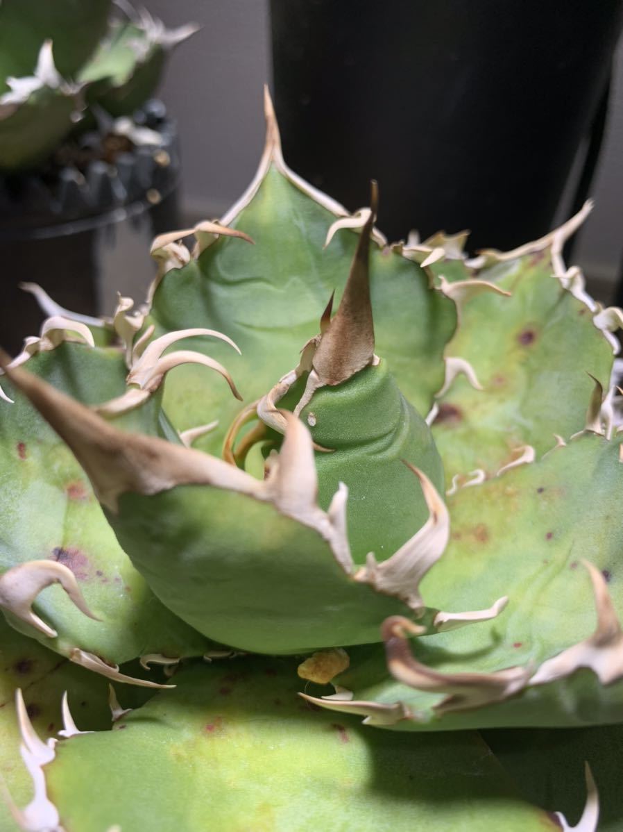 ☆金鯨☆チタノタ☆titanota agave アガベ ② | intranetcentromayor.com
