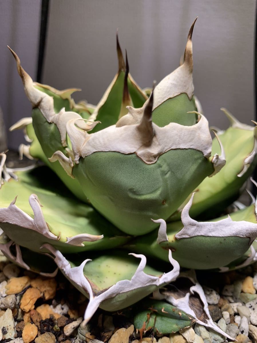 ☆鬼爪☆チタノタ☆子株 titanota agave アガベ ２ | investigacion